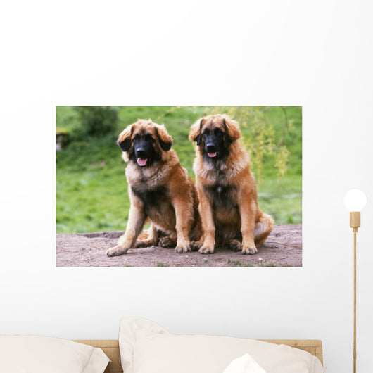 Brothers Leonberg in the Countryside Wall Mural