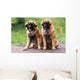 Brothers Leonberg in the Countryside Wall Mural