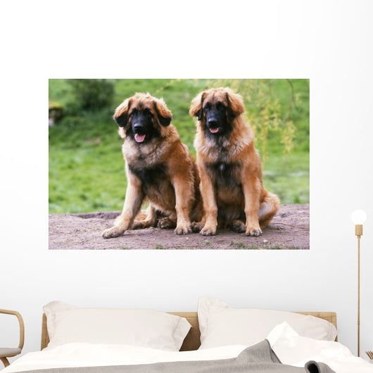 Brothers Leonberg in the Countryside Wall Mural