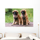 Brothers Leonberg in the Countryside Wall Mural