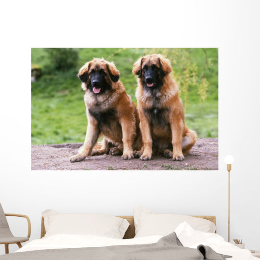 Brothers Leonberg in the Countryside Wall Mural