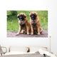 Brothers Leonberg in the Countryside Wall Mural