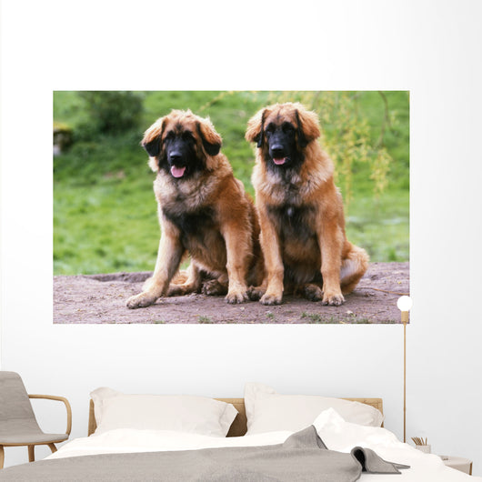 Brothers Leonberg in the Countryside Wall Mural