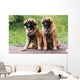 Brothers Leonberg in the Countryside Wall Mural