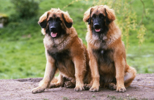 Brothers Leonberg in the Countryside Wall Mural
