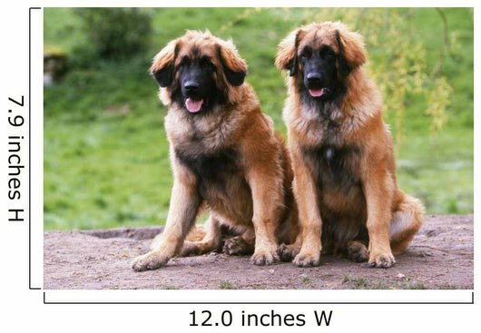 Brothers Leonberg in the Countryside Wall Mural
