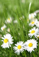 Small Daisy Wall Decal