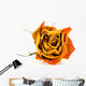 Nahaufnahme Einer Getrocknete Rote Rose Wall Decal
