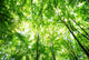 Forest Wall Mural