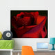 Red Rose on a Black Background Wall Mural