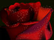 Red Rose on a Black Background Wall Mural