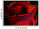 Red Rose on a Black Background Wall Mural