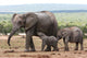 Elephant Baby and Mother Wall Mural