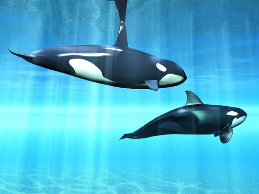 Orcas Wall Mural