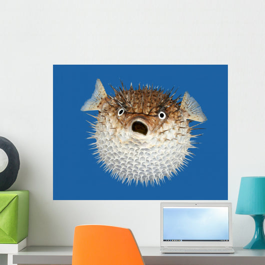 Blow Fish Frontal View Wall Mural