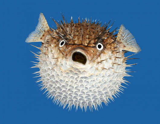 Blow Fish Frontal View Wall Mural