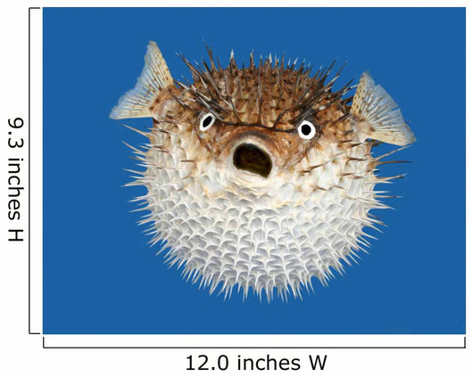 Blow Fish Frontal View Wall Mural