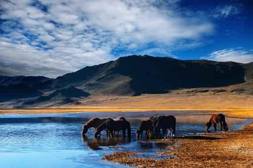 Drinking Horses Wall Decal