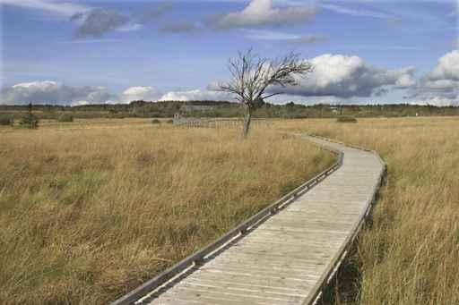 Boardwalk High Fens Wall Decal