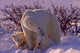 Polar bears in Canadian Arctic Wall Mural