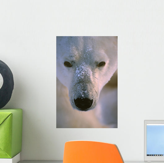 Polar Bear Wall Mural