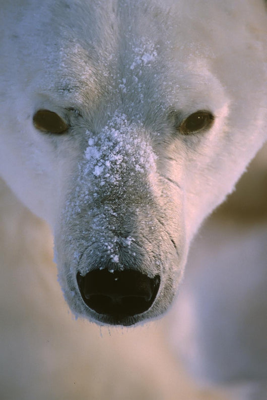 Polar Bear Wall Mural