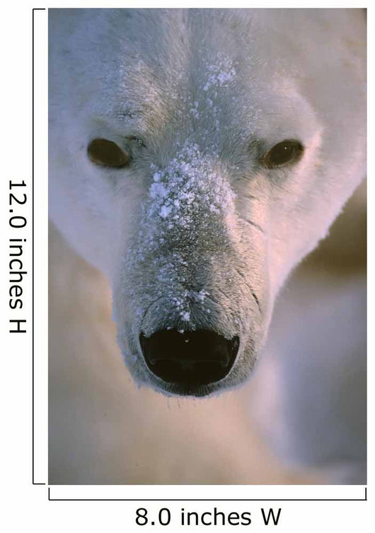 Polar Bear Wall Mural