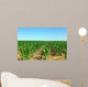 Field of green maize. Wall Mural