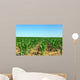 Field of green maize. Wall Mural