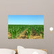 Field of green maize. Wall Mural