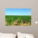 Field of green maize. Wall Mural