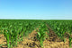 Field of green maize. Wall Mural