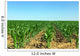 Field of green maize. Wall Mural
