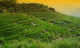 Rice Field Wall Decal