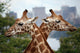 Giraffe Crossing Wall Mural