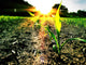 Wachstum in der Sonne Wall Mural