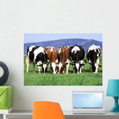 Group Cows Grazing Wall Mural shown on a wall