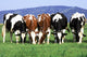 a group of cows grazing Wall Mural