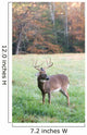 Whitetail Buck and Fall Colors Wall Mural