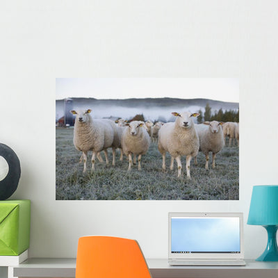 Morning Sheep Field Wall Decal shown on a wall