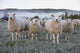 Morning Sheep Field Wall Decal
