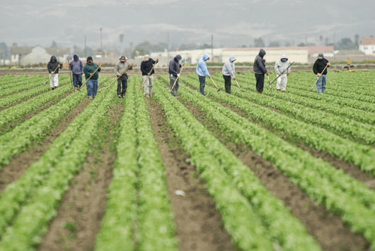 farm workers at work Wall Mural
