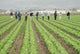 farm workers at work Wall Mural
