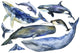 Marine Mammals Watercolor Whales Wall Decal Sticker Set