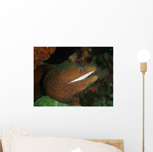Moray Eel Wall Mural