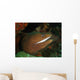 Moray Eel Wall Mural