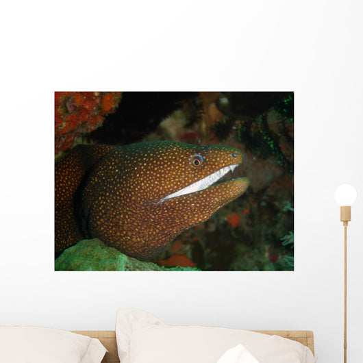 Moray Eel Wall Mural