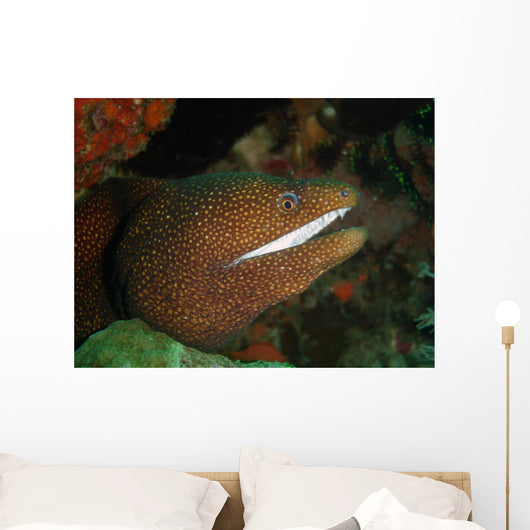 Moray Eel Wall Mural