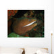Moray Eel Wall Mural