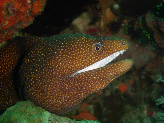 Moray Eel Wall Mural